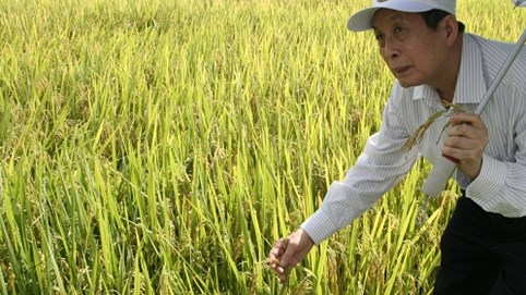 Giống lúa thuần mới HNT10: Bội thu của nhà nông