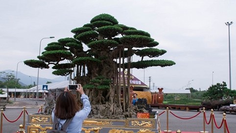 Hà Nội: Có gì đặc biệt ở cây sanh 