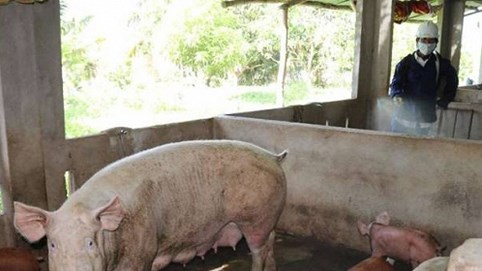 Heo nái giá 12 triệu đồng/con, giá heo hơi lập kỷ lục mới