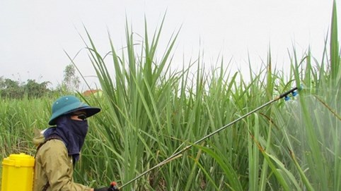 VSSA kiến nghị kiểm soát dư lượng thuốc bảo vệ thực vật trong đường nhập khẩu, bảo vệ sức khỏe người tiêu dùng