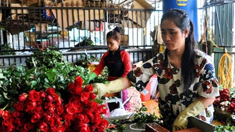 Hoa hồng Đà Lạt tăng giá gấp ba