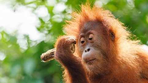 Hoà mình cùng thiên nhiên tại khách sạn sang chảnh nhất Malaysia