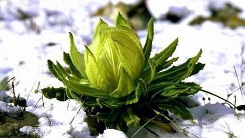 Hoa sen núi tuyết 7 năm mới nở hoa: Tăng sinh lực, 100 triệu/kg