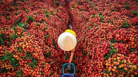 Hôm nay lô vải thiều đầu tiên lên đường sang Nhật