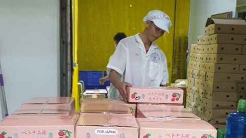 Vải thiều Việt bán tại Nhật giá 270.000 đồng/kg, vừa sang đã hết hàng