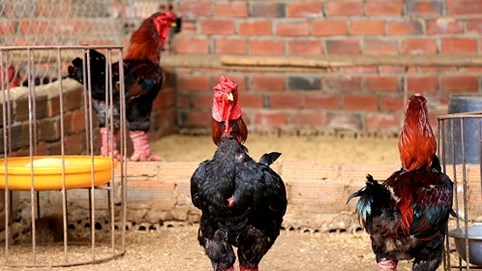 Hưng Yên: Phát triển chăn nuôi gà Đông Tảo lai an toàn sinh học
