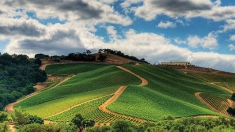 Khám phá vùng vang mới - Napa Valley