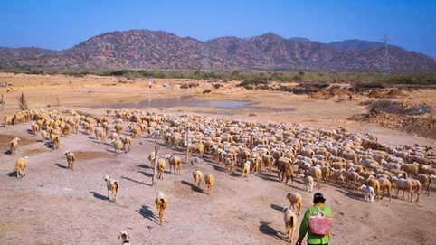 Lang thang theo dấu chân du mục