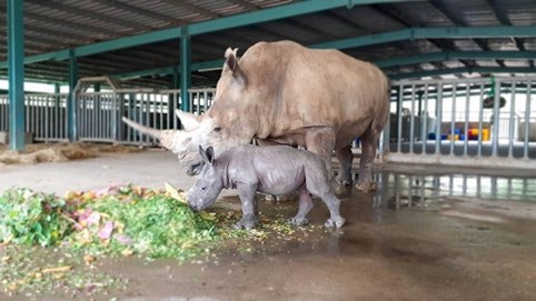 Liên tiếp thú hiếm sinh nở tại “ngôi nhà động vật năm châu” Vinpearl Safari