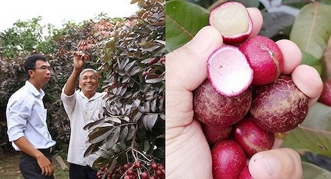 Loại quả hiếm chỉ có ở Việt Nam khiến thương nhân Thái lùng sục mua bằng được