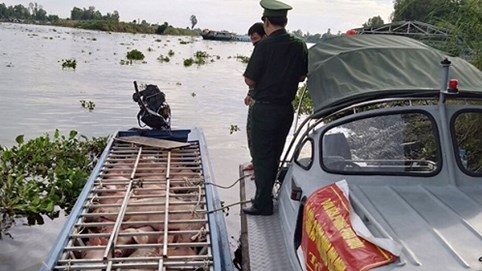 Lợn nhập lậu từ Lào, Campuchia tăng đột biến