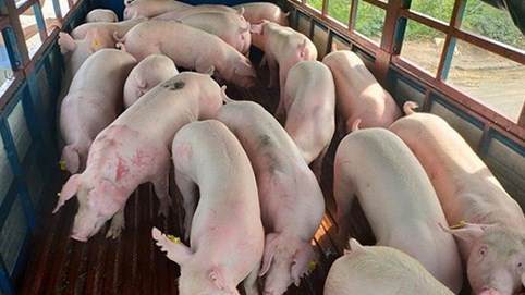 Vỡ mộng thịt lợn nhập giá rẻ: Hàng Thái Lan bán xấp xỉ giá trong nước, thị trường không thể hạ nhiệt