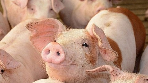 Lợn sống từ Thái Lan về đến cửa khẩu, đang ở khu cách ly