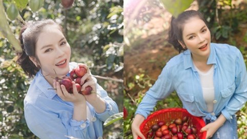 Lý Nhã Kỳ giản dị thu hoạch cà chua