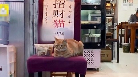 Mèo ngồi cửa giúp chủ kiếm 6 USD mỗi ngày