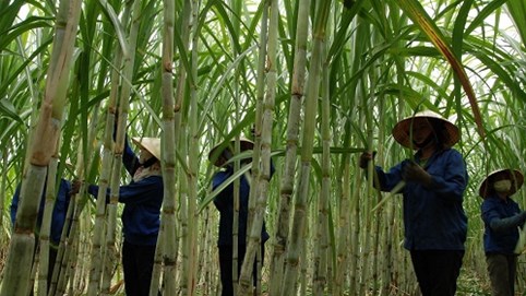 Mía đường Việt Nam thiệt hại nặng nề bởi chính sách trợ giá của Thái Lan