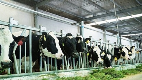 Một vòng khám phá trang trại “thông minh” của Vinamilk