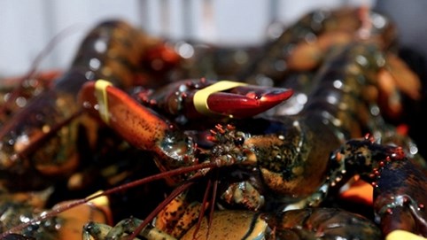 Trung Quốc sẽ bị áp thuế quan mới nếu không thực hiện cam kết mua 150 triệu USD tôm hùm của Mỹ