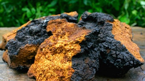 Nấm Chaga giống cục than cháy sém, nhưng lại là ‘thần dược’ chữa ung thư, ngừa lão hóa