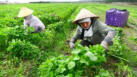 Nano Chitosan, công nghệ tối ưu cho nền nông nghiệp sạch