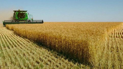 Nhập lúa mì nhiễm cỏ kế đồng: Bài học “con ốc bươu vàng” chưa đủ sợ hay sao?