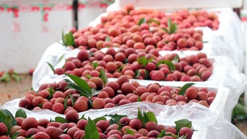 Chuyên gia Nhật giám sát việc xuất khẩu vải thiều Việt Nam