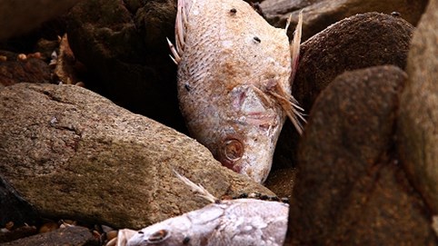 Những mặt trái của đồng tiền FDI