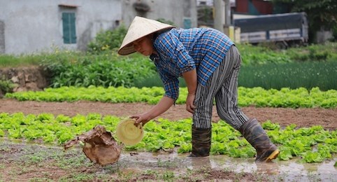 Nông nghiệp Hà Nội - những cánh đồng bị bỏ quên