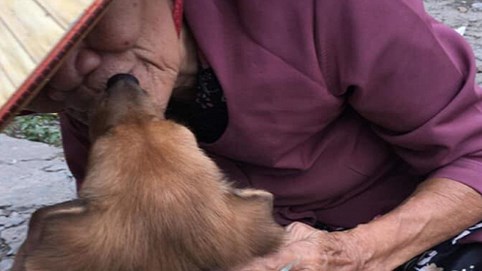 Nụ hôn từ biệt của cụ già và chú chó nhỏ: Câu chuyện không ai cầm được nước mắt giữa phố Sài Gòn