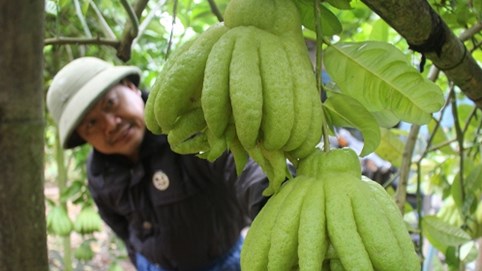 Phật thủ tết giá cao, người dân Đắc Sở thu lãi trăm triệu 1ha