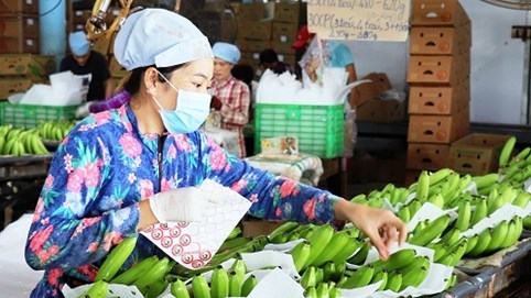 Phát triển chuỗi kết nối tiêu thụ nông sản: Sản xuất quy trình an toàn là “sợi dây” liên kết chuỗi