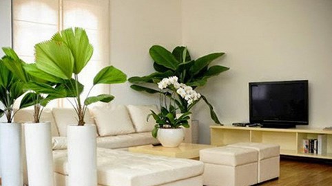 Những lỗi trồng cây phong thủy trong nhà khiến gia đình tiêu hao tài lộc