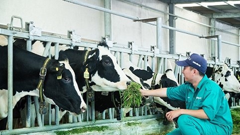 “Resort” bò sữa Vinamilk Tây Ninh - ngôi nhà lý tưởng cho những cô bò hạnh phúc