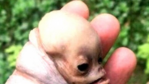 Sinh vật lạ giống người ở Kon Tum chỉ là 'chuyện bịa đặt'