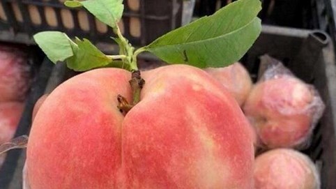 Sự thật đào tiên khổng lồ mới xuất hiện: 1kg/quả, rẻ như rau muống