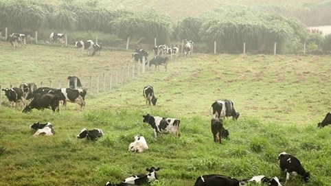 Thị trường bão hoà, sữa Mộc Châu vẫn có đà tăng trưởng