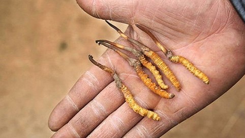 Thần dược 2 tỷ đồng/kg: Sự thật 'cú lừa thế kỷ' khiến đại gia ngã ngửa