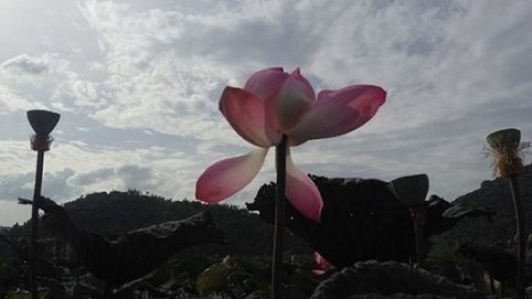 Tháng Bảy, thương nhớ người đi xa