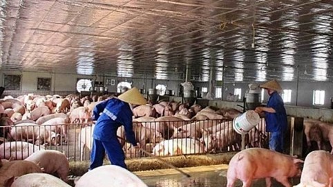 Nghi vấn găm hàng, thao túng giá thịt heo, Thủ tướng yêu cầu 3 Bộ xử lý