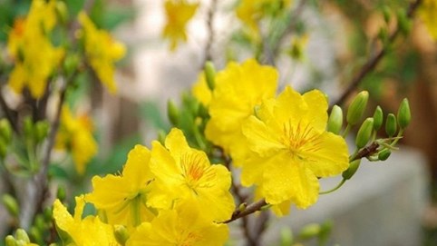 Thủ tướng chốt phương án nghỉ tết Nguyên đán 2020