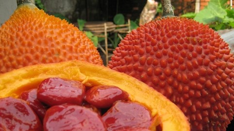 Tiềm năng phát triển các sản phẩm từ gấc trước vấn nạn vi phạm nhãn mác hàng hóa