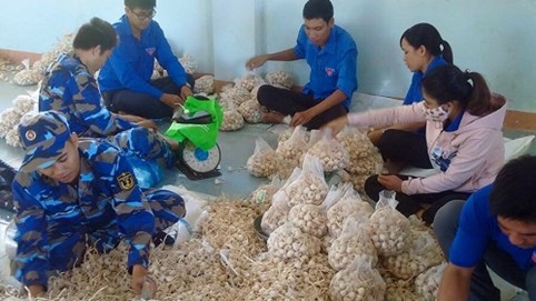 Hàng trăm tấn tỏi Lý Sơn đang cần được giải cứu