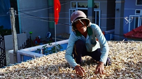 Tỏi Lý Sơn rớt giá, tồn dư hàng trăm tấn