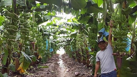 Trái cây của bầu Đức rộng đường qua Trung Quốc với cánh cửa Campuchia