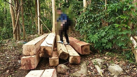 Gia Lai: Khởi tố hình sự vụ án khai thác gỗ trái phép tại núi Chư Jú