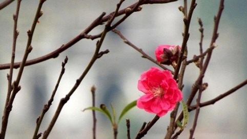 Vài nét xuân ở phố