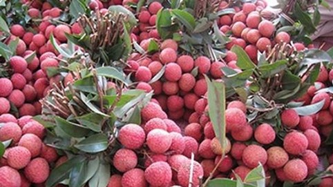 Lô vải đầu tiên xuất khẩu sang Mỹ, Australia