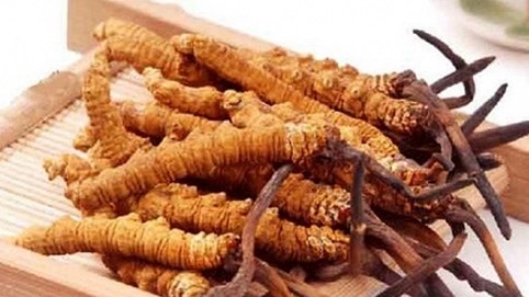 Việt Nam đã thành công về đông trùng hạ thảo