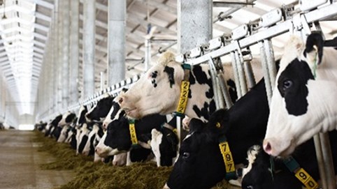 Việt Nam sẽ xuất khẩu sữa sang Trung Quốc từ 2019