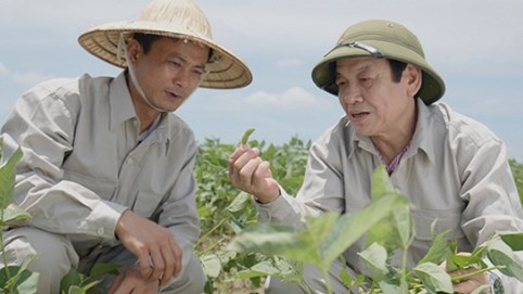 Việt Nam xuất hiện vùng trồng đậu nành đạt chuẩn GACP-WHO